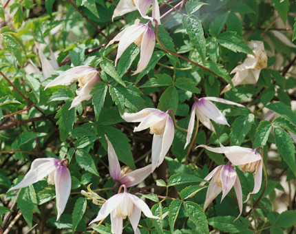 Clematis alpina willy