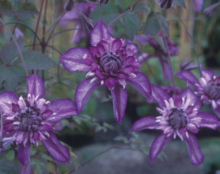 Clematis cassis (evipo20)