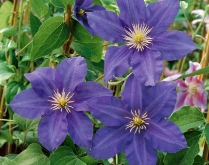 Clematis lady northcliffe