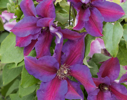 Clematis mrs.n thompson