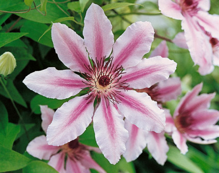 Clematis nelly moser