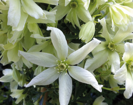 Clematis nunns gift