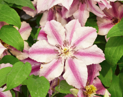 Clematis ooh lala  (tm evipo041)