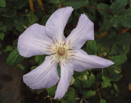 Clematis special occasion