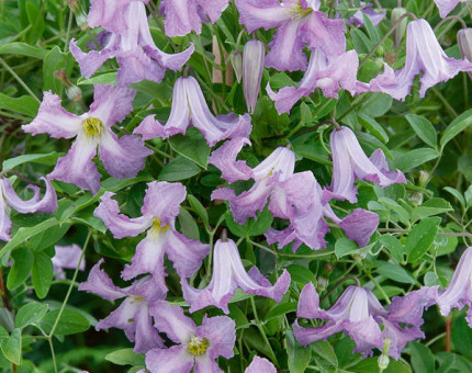 Clematis viticella betty corning
