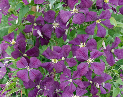 Clematis viticella etoile violette