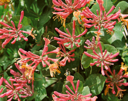 Lonicera periclymenum serotina