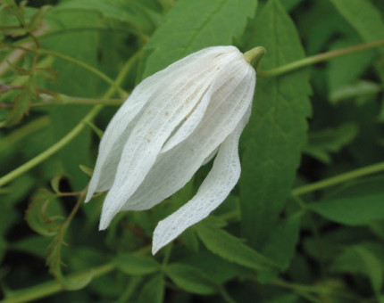 Clematis alpina albiflora