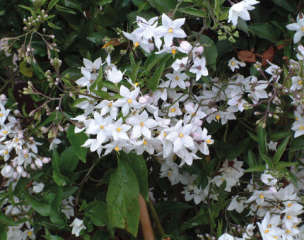 Solanum jasminoides album
