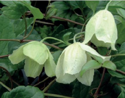 Clematis Cirr.Wisley Cream