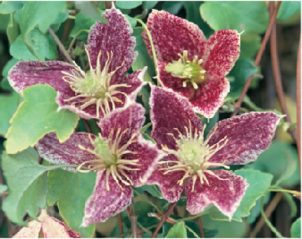 Clematis Cirrhosa Freckles