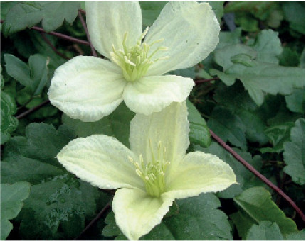Clematis Cirrhosa Jingle Bells