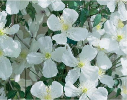 Clematis Clematis Montana Grandiflora