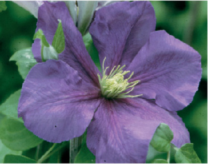 Clematis General Sikorski