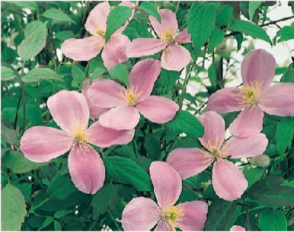 Clematis Montana Pink Perfection
