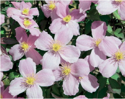 Clematis Montana Rubens
