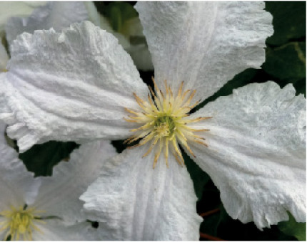 Clematis Prince George