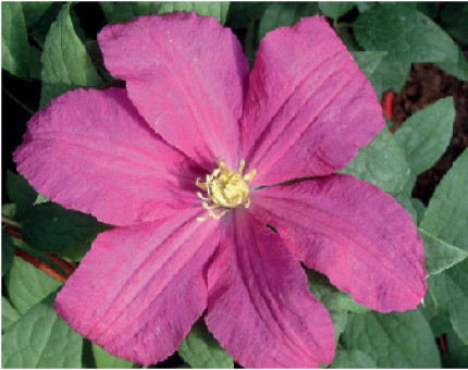 Clematis Remembrance