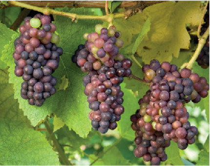 Grape Vine Black Hamburg