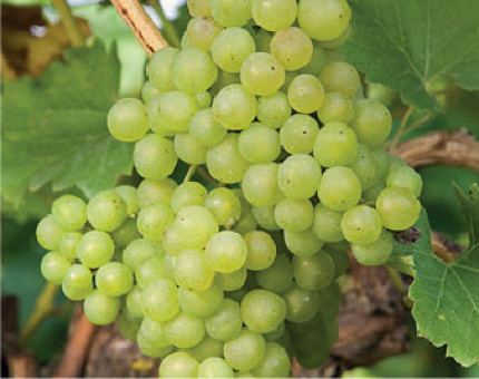 Grape Vine Lakemont