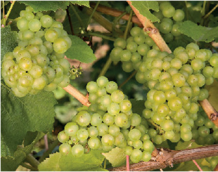 Grape Vine Pheonix