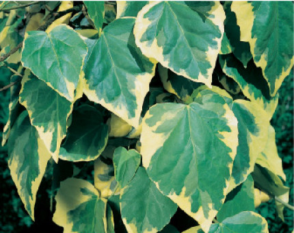 Hedera Colchica Dentata Variegata
