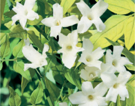 Jasminum Officinale Clotted Cream