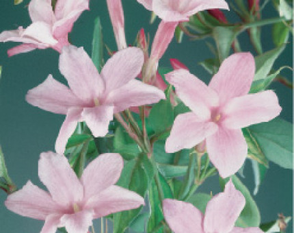 Jasminum x Stephanense