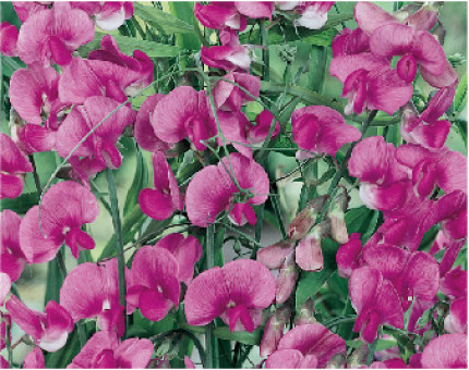 Lathyrus Latifolius Pink Pearl
