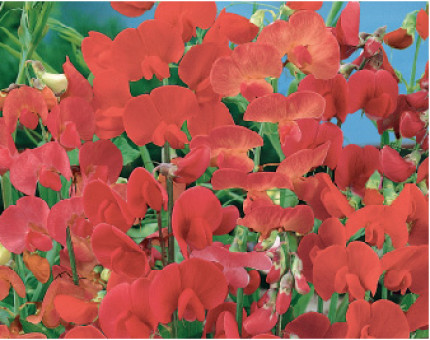 Lathyrus Latifolius Red Pearl