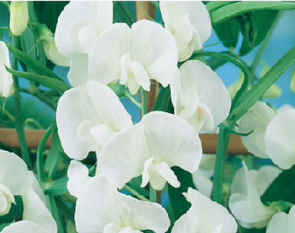 Lathyrus Latifolius White Pearl