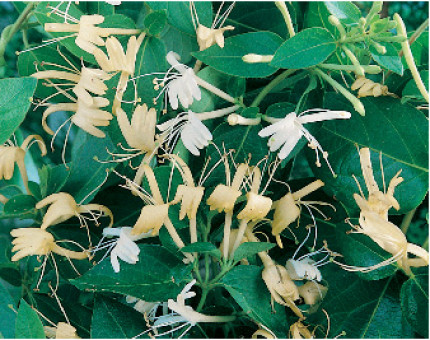 Lonicera Halls Prolific
