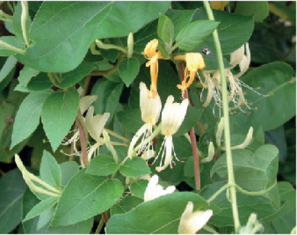 Lonicera Japonica Halliana