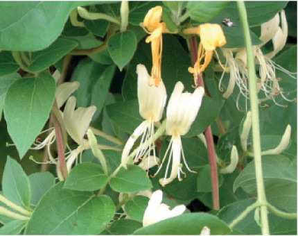 Lonicera Japonica Halliana