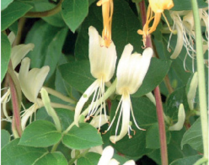 Lonicera Japonica Halliana