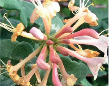 Lonicera Periclymenum Serotina