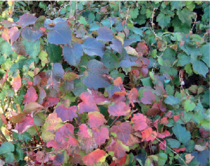 Parthenocissus Tricuspidata Veitchii