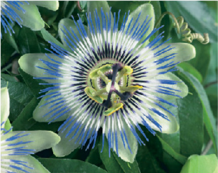 Passiflora Caerulea