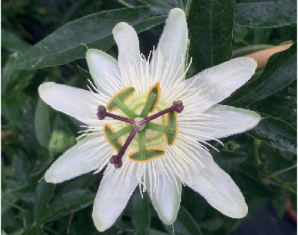 Passiflora Constance Elliott