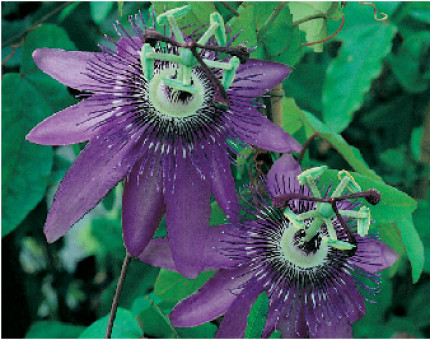 Passiflora Lavender Lady