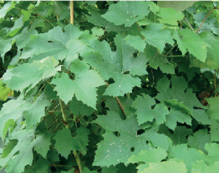 Vitis Vinifera Brant