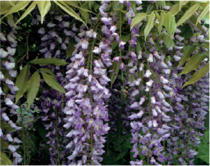 Wisteria Black Dragon