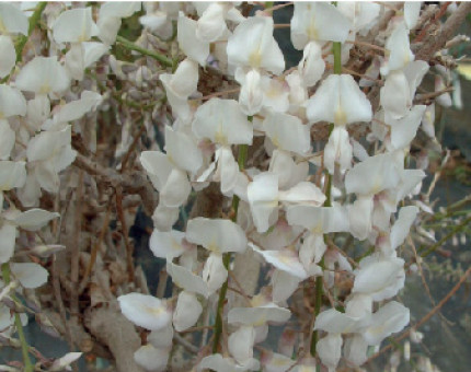 Wisteria Floribunda Alba