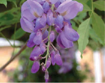 Wisteria Sinensis