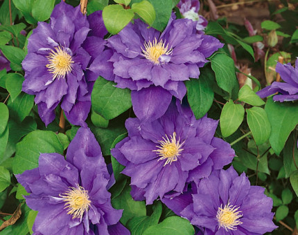 Clematis beauty of worcester