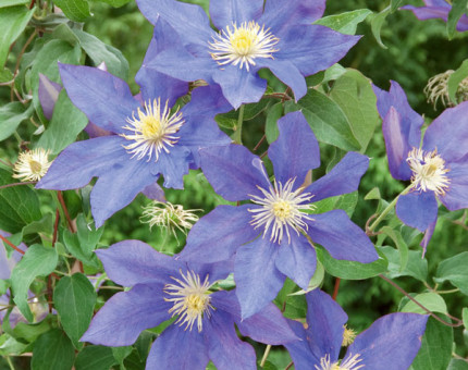 Clematis h.f.young