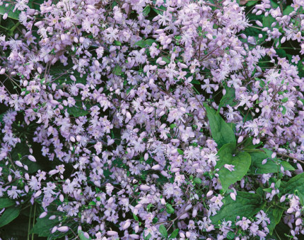 Clematis heracleifolia mrs brydon