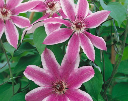 Clematis lincoln star