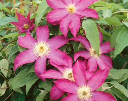 Clematis pink champagne
