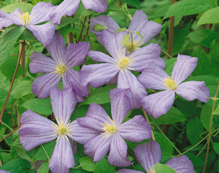 Clematis prince charles